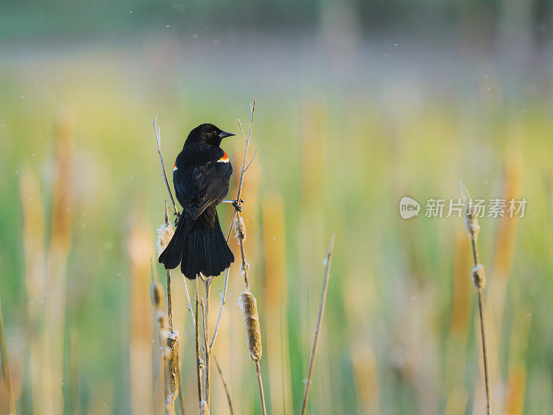 红翅黑鹂(Agelaius phoeniceus)